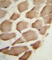 ARPC1A Antibody (C-term)